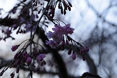 080401_163100_0