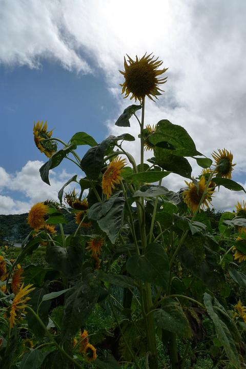 090814_094038_0.jpg