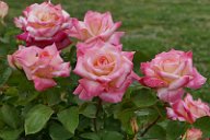 20170516_165401_0