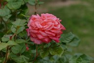 20170516_165526_0