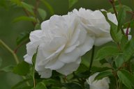 20170516_165640_0
