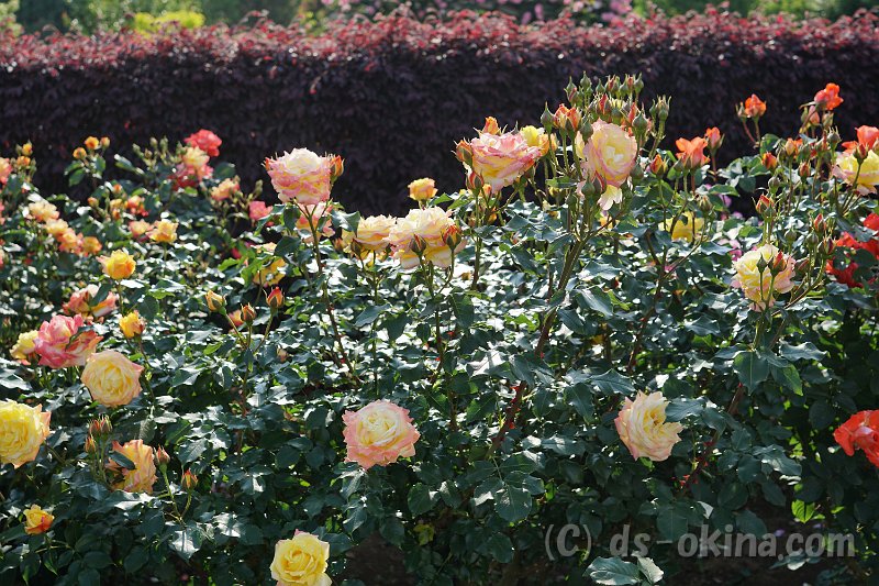20170518_160518_0.jpg
