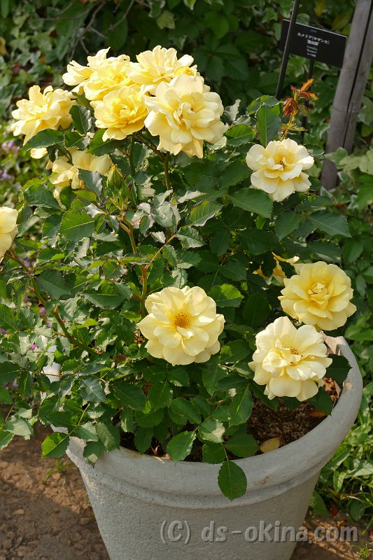 20170518_163245_0.jpg