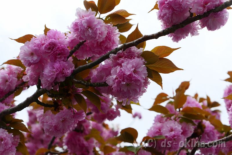 20180414_081354_0.jpg