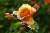 20180506_160042_0