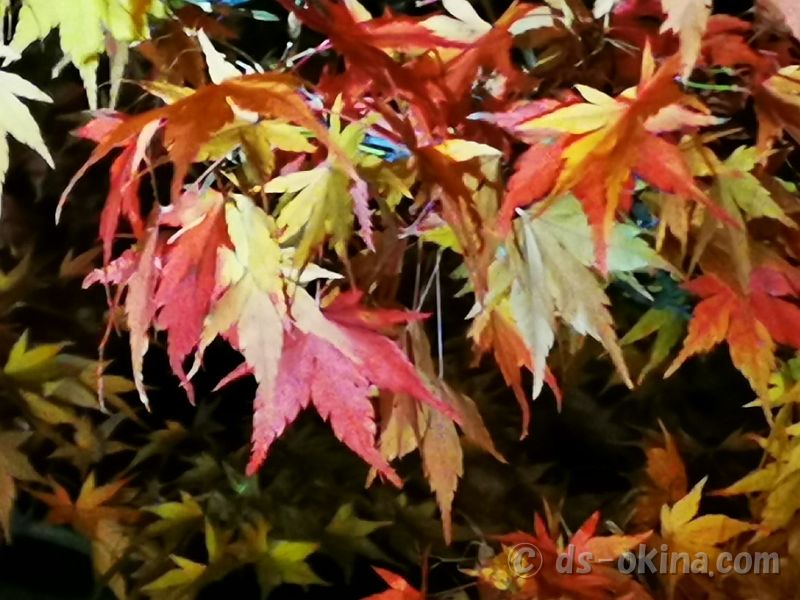 20201107_035154.jpg