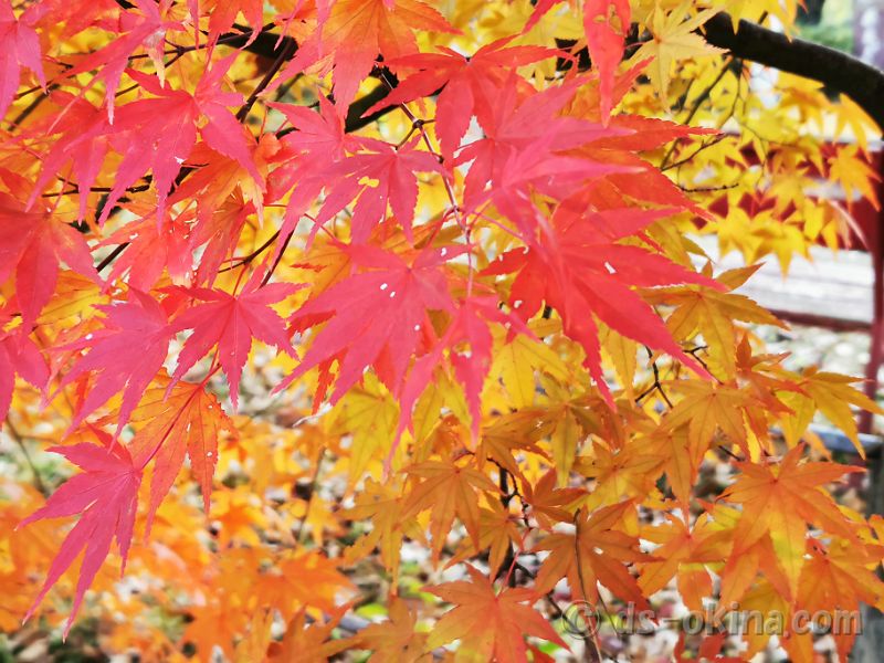 20201107_065732.jpg