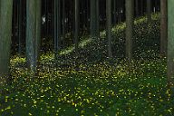 250719_2246-2523A7C50